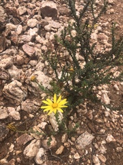 Osteospermum polygaloides