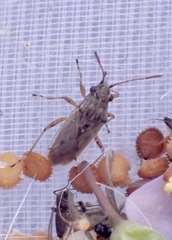 Nysius graminicola