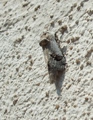 Parahypopta caestrum