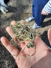 Usnea articulata