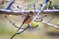 Lanius bucephalus bucephalus