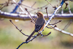 Lanius bucephalus bucephalus