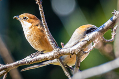 Lanius bucephalus bucephalus