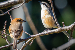 Lanius bucephalus bucephalus