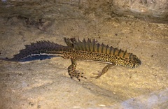 Ommatotriton ophryticus