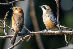 Lanius bucephalus bucephalus