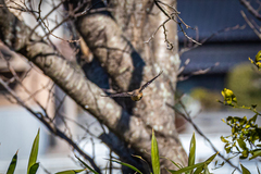 Lanius bucephalus bucephalus