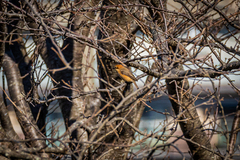 Lanius bucephalus bucephalus