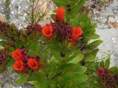 Lobostemon sanguineus