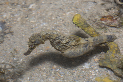 Hippocampus comes