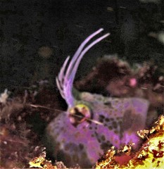 Istiblennius dussumieri