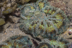 Rhodactis bryoides