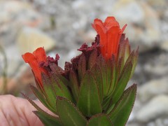 Lobostemon sanguineus