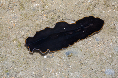 Pseudobiceros hancockanus