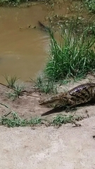 Crocodylus suchus