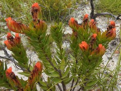 Lobostemon sanguineus