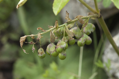 Gymnospermium albertii