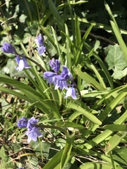 Hyacinthoides
