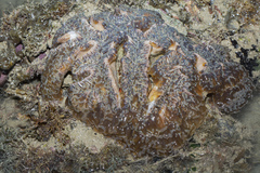 Fimbriaphyllia ancora