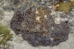 Fimbriaphyllia ancora