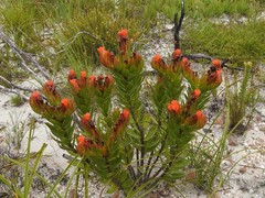 Lobostemon sanguineus