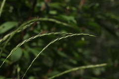 Elymus caninus