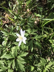 Anemonoides nemorosa