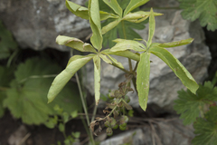 Gymnospermium albertii