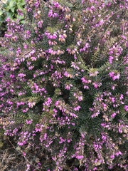 Erica carnea