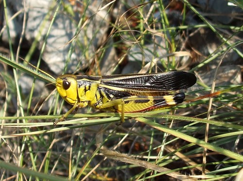 Large Banded Grasshopper