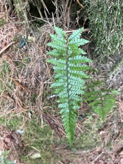 Polystichum piceopaleaceum