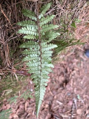 Polystichum piceopaleaceum