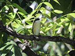 Lanius cristatus lucionensis