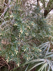 Tsuga chinensis