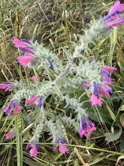 Echium judaeum