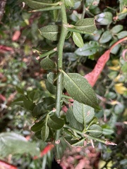 Prinsepia scandens