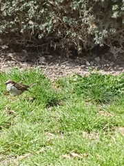Passer domesticus