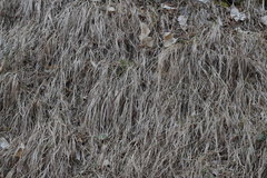Calamagrostis varia