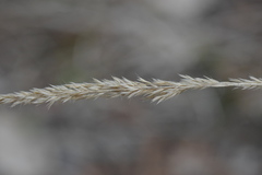 Calamagrostis varia