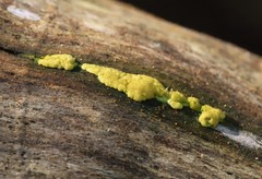 Trichoderma victoriense