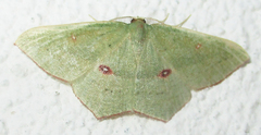 Traminda ocellata