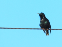 Sturnus vulgaris
