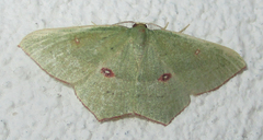 Traminda ocellata