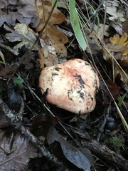 Russula alutacea