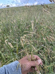 Piptatherum holciforme