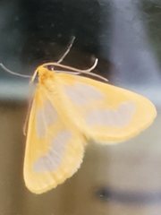 Eubaphe helveta