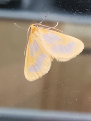 Eubaphe helveta