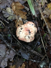 Russula alutacea