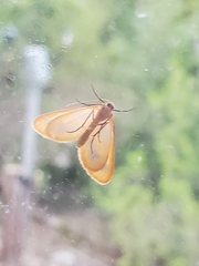 Eubaphe helveta