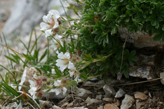 Potentilla clusiana